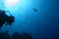 西伊豆ダイビングサービス UMIKOZOUの最新写真