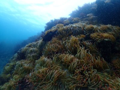 DUCK DIVEの最新写真