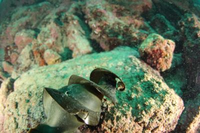 DUCK DIVEの最新写真