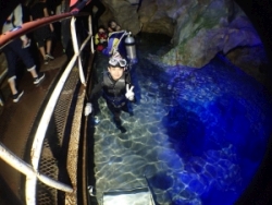 稲積水中鍾乳洞 ケーブ・エクスプローラーズ・イナズミの最新写真