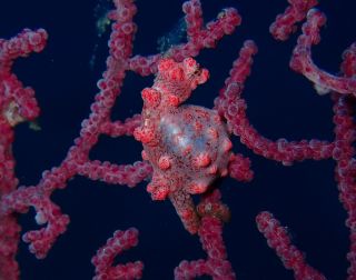 アクアトリップダイビング AQUA TRIP DIVINGの最新写真