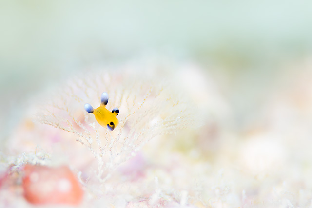 石垣潜水堂の最新写真