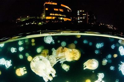 ダイビングショップＳＢの最新写真