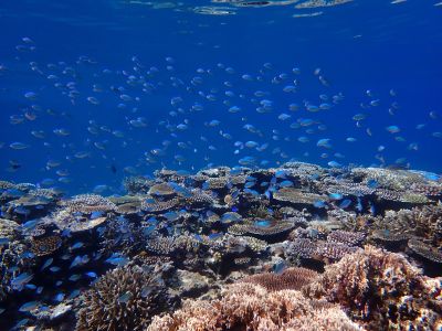 ヌヌ・アドベンチャー・クラブ石垣島の最新画像