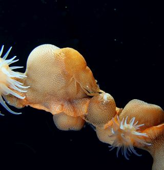 DDSデュークダイビングサービスの最新写真