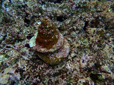 ヌヌ・アドベンチャー・クラブ石垣島の最新写真