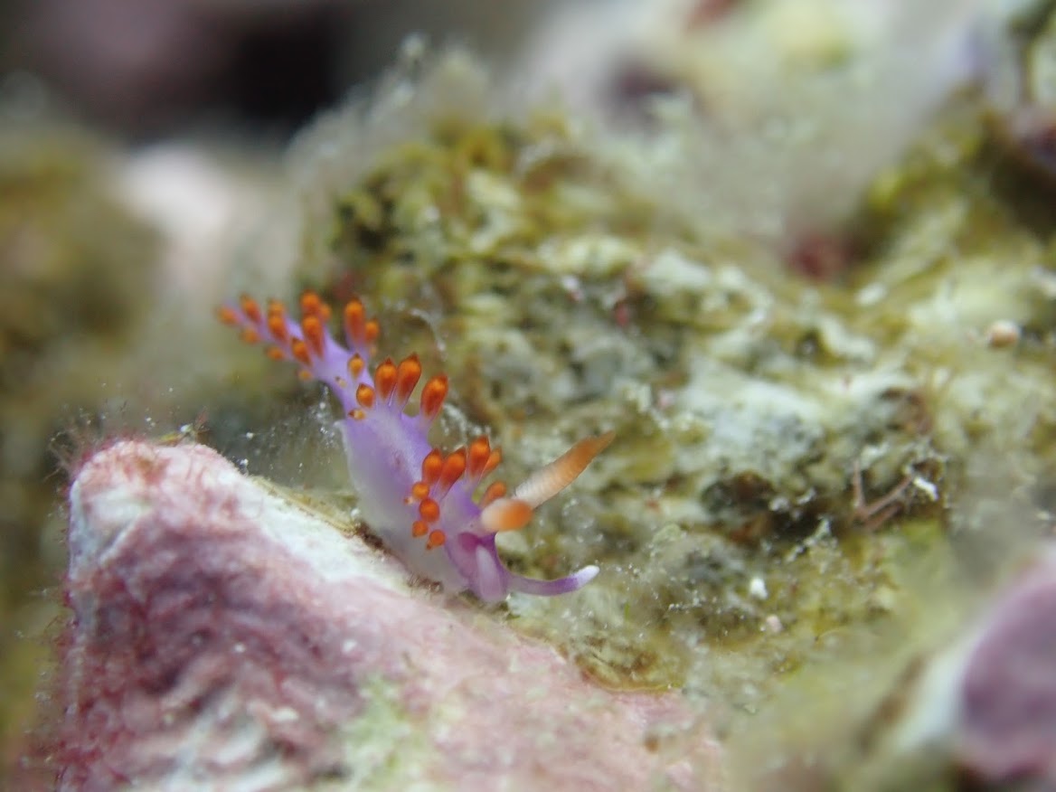 糸満ダイビングサービスの最新写真