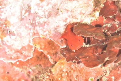 DUCK DIVEの最新写真