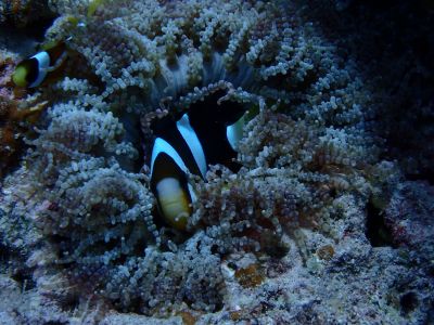 ヌヌ・アドベンチャー・クラブ石垣島の最新写真