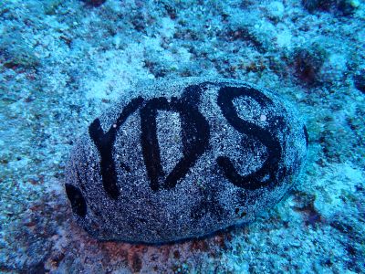 ワイズダイビングサポート Y's Diving Support