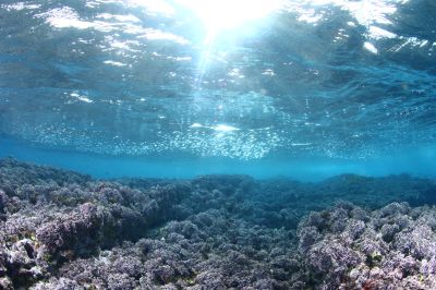 マイダイブ MyDiveの最新写真