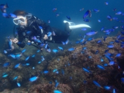 川奈ダイビングサービス ジェスター JESTERの最新写真