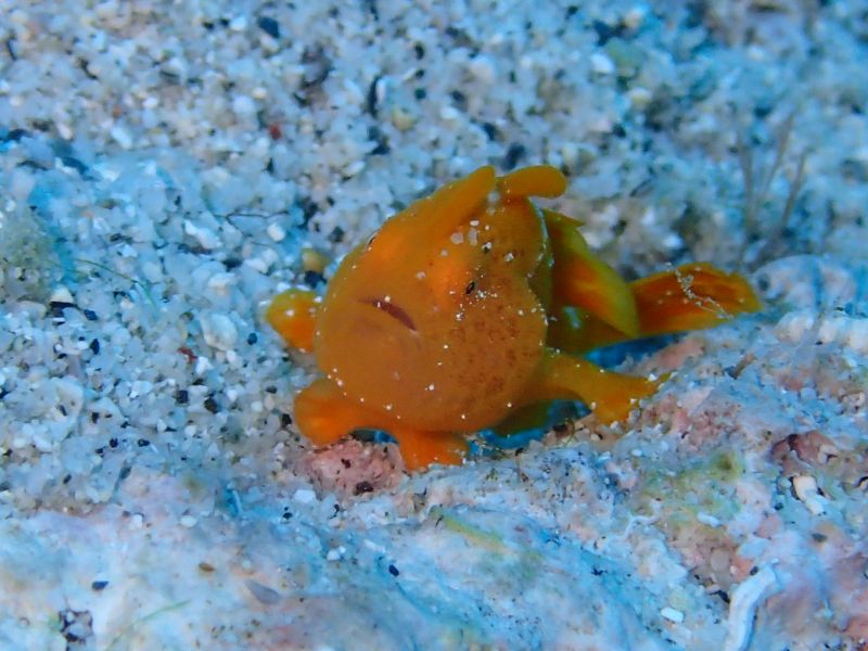 おきなわトロピコ TROPICOの最新写真