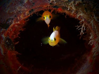 石垣島ダイビングショップａｔの最新写真