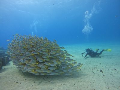 ハウオリ・オーシャン・スタイル Hau'oli Ocean Styleの最新写真