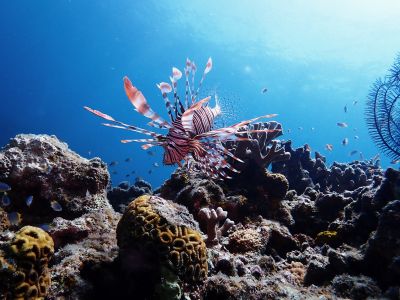 Gダイビング石垣島の最新画像