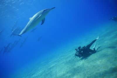 ハウオリ・オーシャン・スタイル Hau'oli Ocean Styleの最新写真