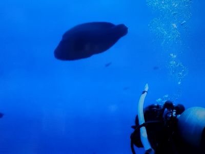 グッディグッディ石垣島の最新写真