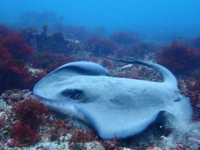 DUCK DIVEの最新写真