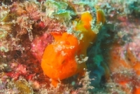 西伊豆ダイビングサービス UMIKOZOUの最新写真