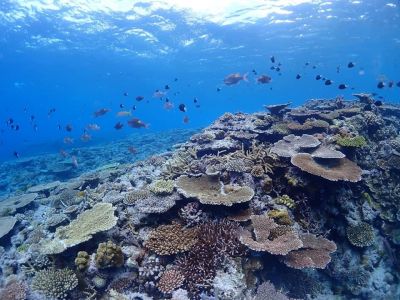 ディーズパルス沖縄の最新写真