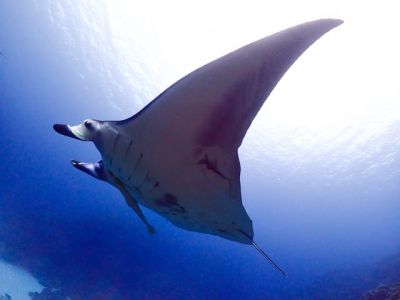 TAKU DIVE 石垣島の最新写真