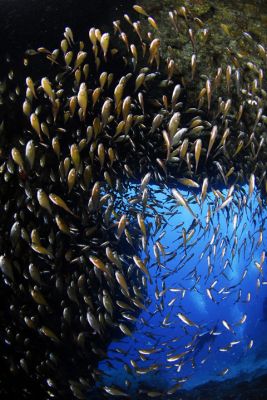 ライブフィッシュ沖縄の最新写真