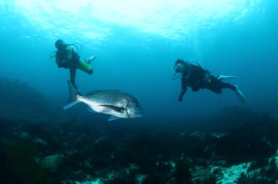 マイダイブ MyDiveの最新写真