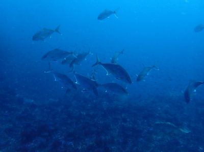 DUCK DIVEの最新写真