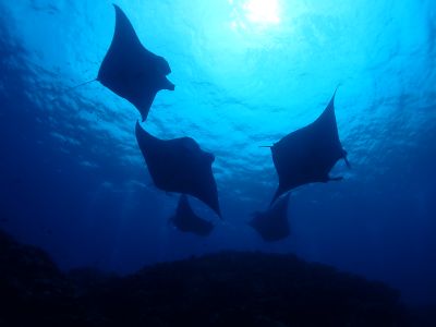 石垣島ダイビングショップａｔの最新写真