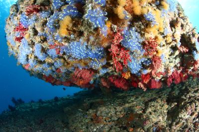 マイダイブ MyDiveの最新写真