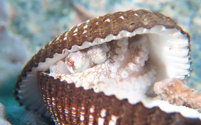 大分ダイビングサービスSEDNAの最新写真