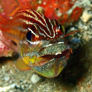 海の学校ダイビングリバティの最新写真