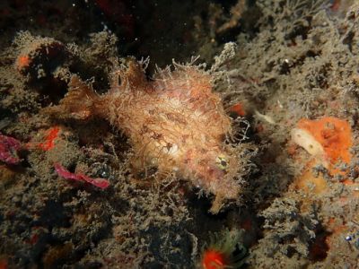 DDSデュークダイビングサービスの最新写真