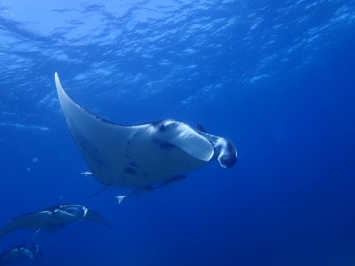 Gダイビング石垣島