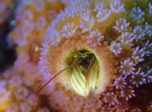 e's Divng イーズダイビング久米島の最新写真