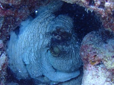 ヌヌ・アドベンチャー・クラブ石垣島の最新写真