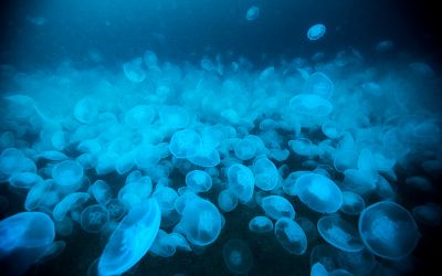 大分ダイビングサービスSEDNAの最新写真