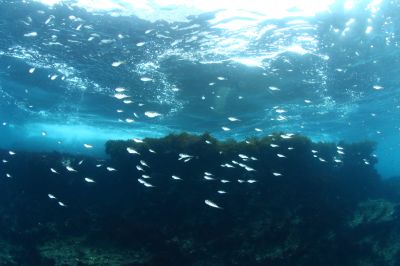 マイダイブ MyDiveの最新写真