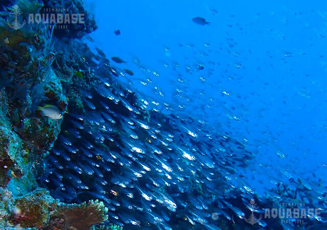 アクアベース AQUABASEの最新写真