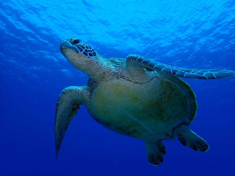 おきなわトロピコ TROPICOの最新写真