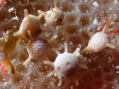 ヌヌ・アドベンチャー・クラブ石垣島の最新写真