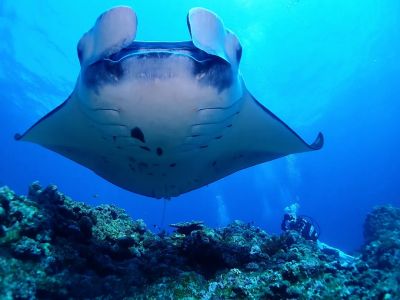 石垣島ダイビングショップａｔの最新写真