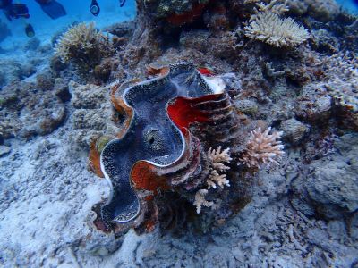 ヌヌ・アドベンチャー・クラブの最新写真