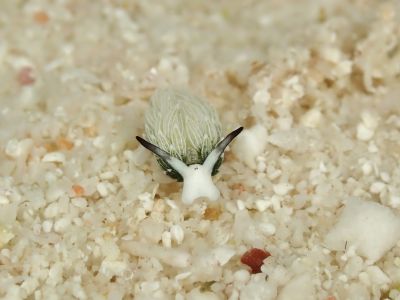 HANON Diving Serviceの最新写真