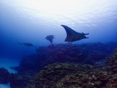 TAKU DIVE 石垣島の割引プラン