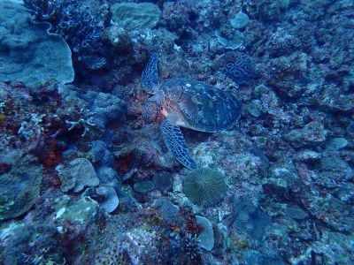 黒潮潜水の最新写真