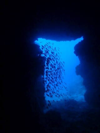 沖縄ダイビングサービス MANAの最新写真