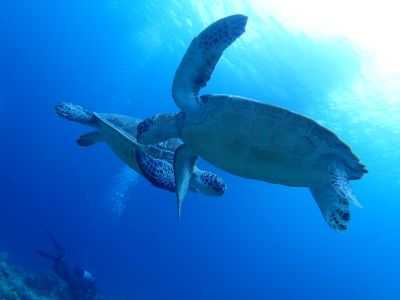 グローバルダイブ石垣島の最新写真