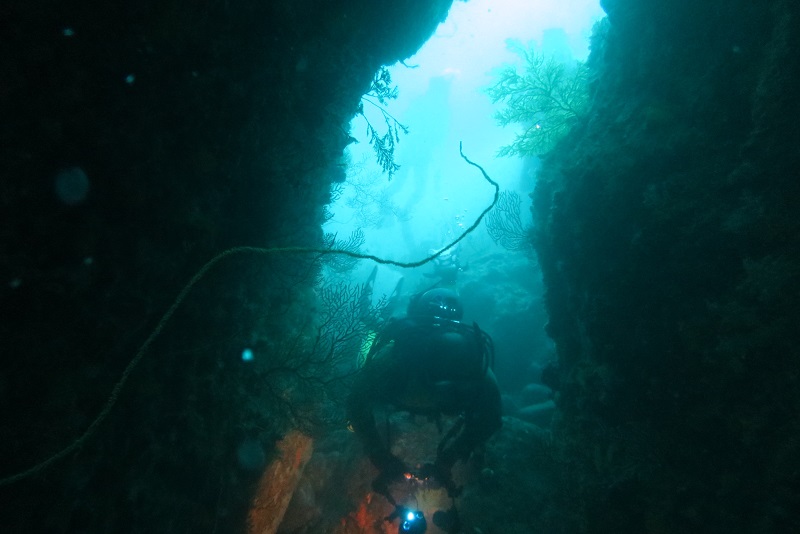 西伊豆ダイビングサービス UMIKOZOUの最新写真